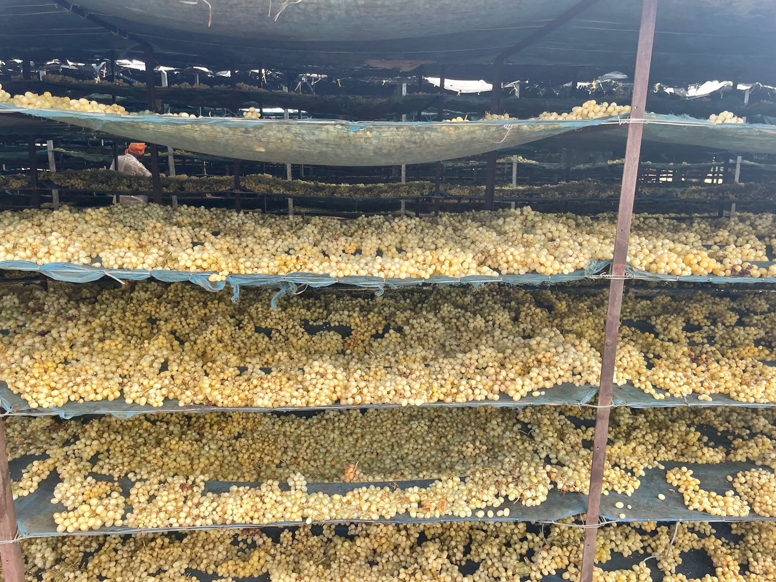 Grapes drying on racks